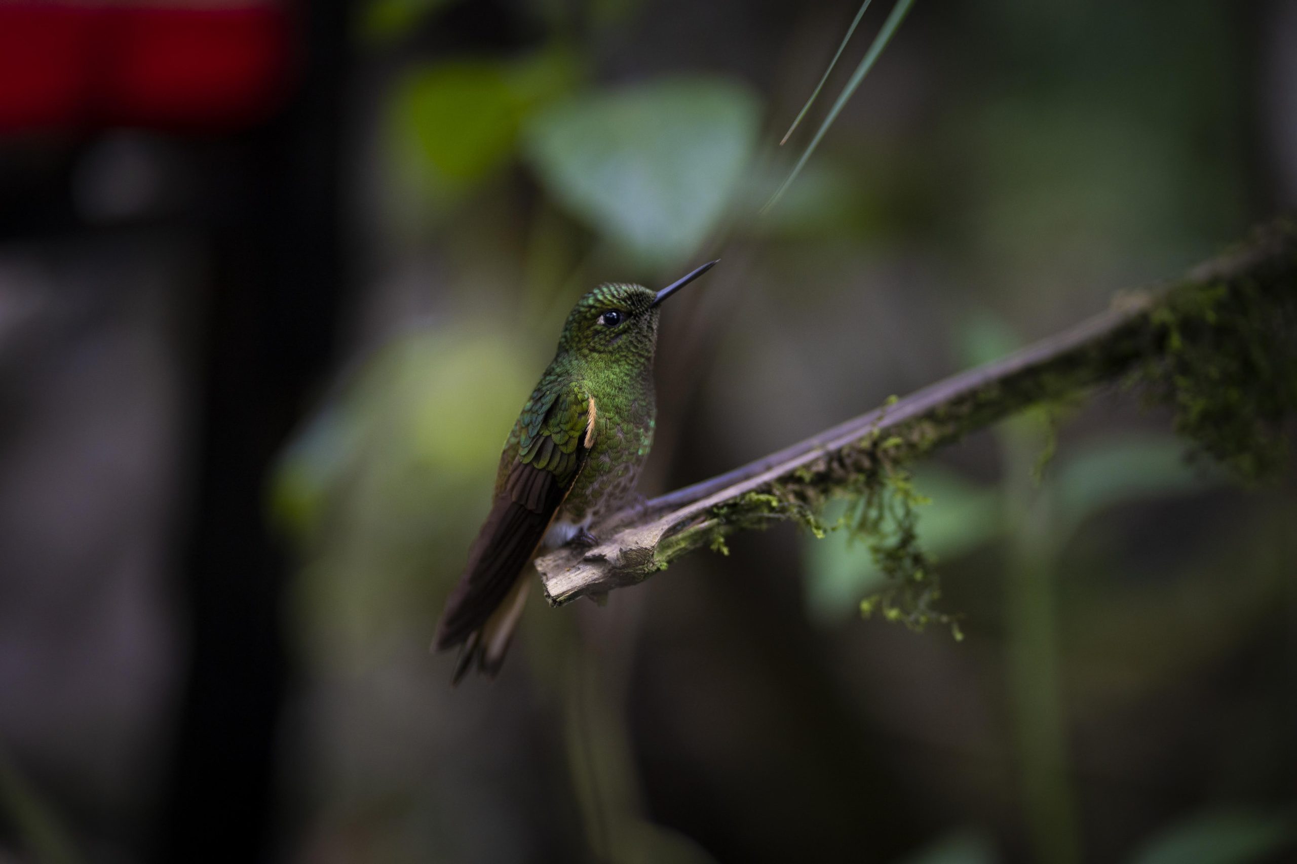 Colibri